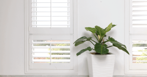 Dịch vụ cho thuê cây cảnh văn phòng Cần Giuộc-Long An