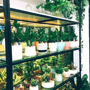 Dịch vụ cho thuê cây cảnh văn phòng tại Thủ Thừa-Long An