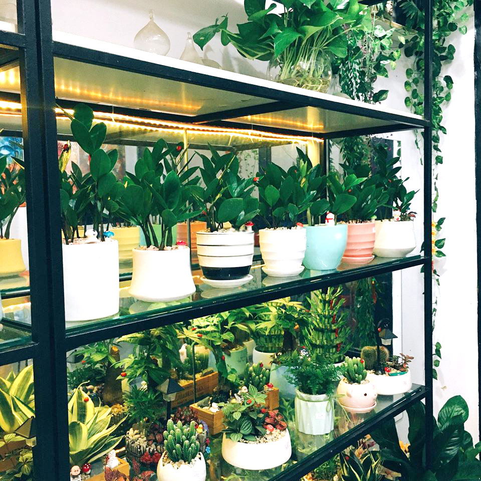 Dịch vụ cho thuê cây cảnh văn phòng tại Thủ Thừa-Long An