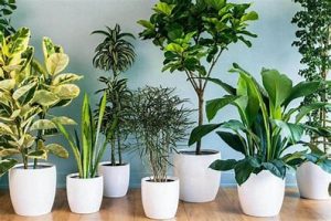 Dịch vụ cung cấp cây xanh tại Cần Giuộc