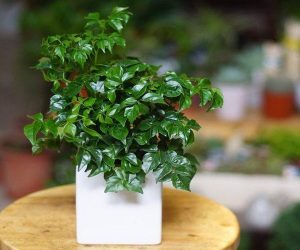 Cây xanh văn phòng