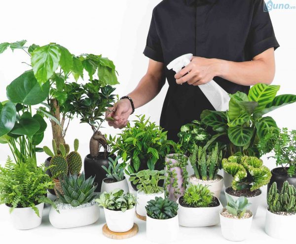 Dịch vụ cây xanh ở Kiến Tường