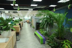 Dịch vụ cung cấp cây xanh tại Đức Hoà- Long An