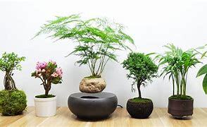 Cây cảnh văn phòng đẹp tại Cần Đước- Long An