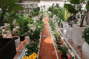 Dịch vụ cung cấp cây xanh tại Quận 3 giá rẻ uy tín