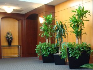 Cho thuê cây cảnh văn phòng Đức Huệ