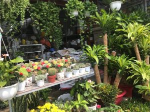 Dịch vụ cung cấp cây xanh tại Thủ Đức