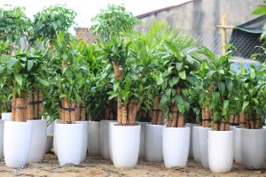 Dịch vụ cung cấp cây xanh tại Quận 1