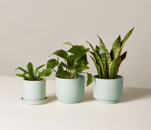 Dịch vụ cung cấp cây cảnh Quận 5