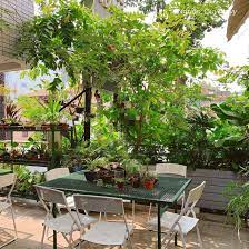 Dịch vụ cung cấp cây cảnh tại Quận 6 giá tốt, chất lượng