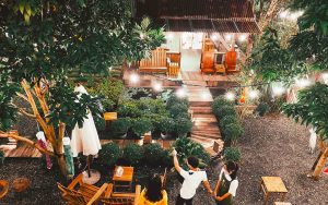 Cung cấp cây xanh tại Quận 7