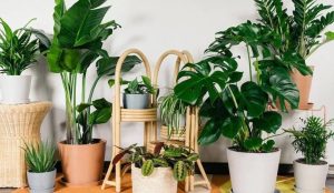 Đơn vị cung cấp cây xanh quận 11