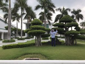 Chăm sóc cây cảnh tại Quận 7