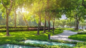 Đơn vị cung cấp cây cảnh tại Cần Giờ