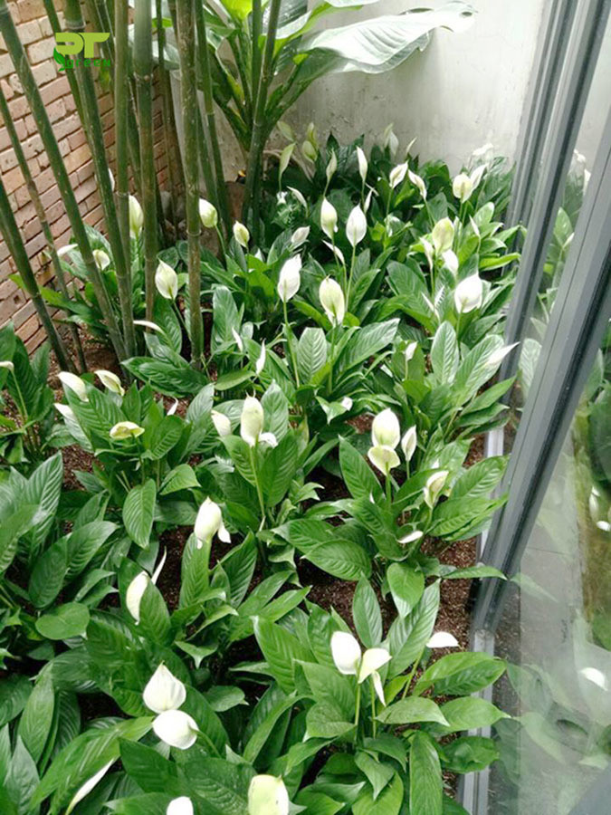 15+ Mẫu Cây Xanh Văn Phòng Hợp Phong Thủy Và Tài Lộc