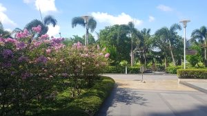 Dịch vụ dọn vườn tại Nhà Bè