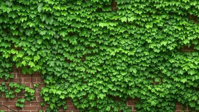 15+ Mẫu Cây Xanh Văn Phòng Hợp Phong Thủy Và Tài Lộc