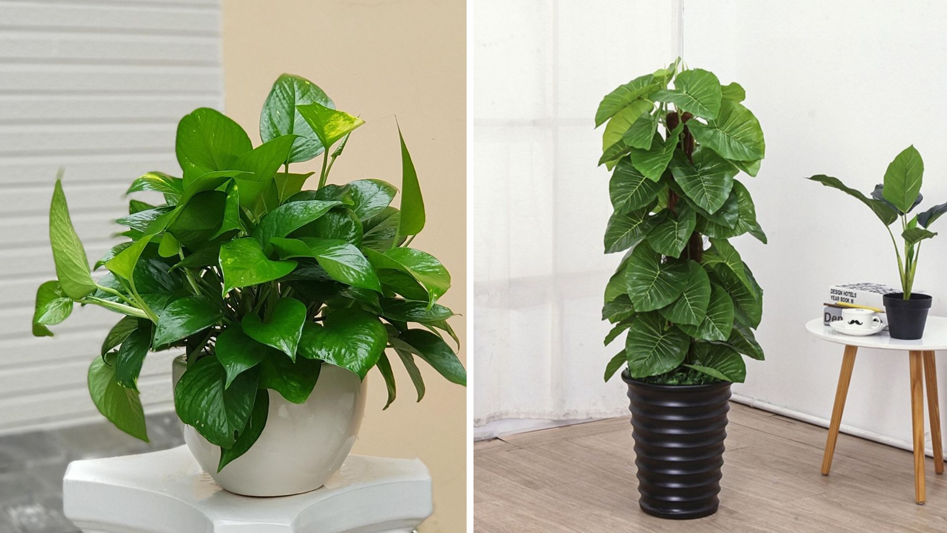 15+ Mẫu Cây Xanh Văn Phòng Hợp Phong Thủy Và Tài Lộc