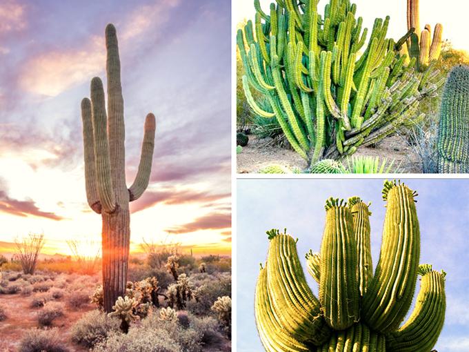 15+ Mẫu Cây Xanh Văn Phòng Hợp Phong Thủy Và Tài Lộc