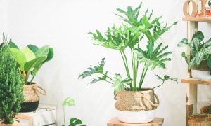 5 Bước chăm sóc cây xanh ngoài trời đơn giản, hiệu quả