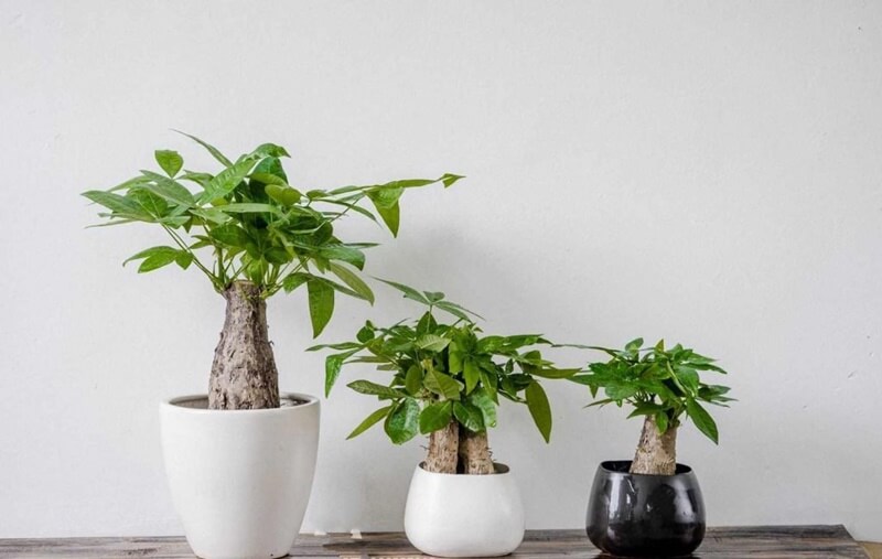 Thiết kế thi công cảnh quan sân vườn tại Tân Trụ
