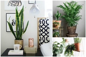 Thiết kế cảnh quan tại Đức Hòa