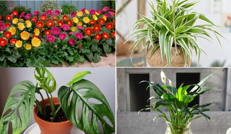 Thiết kế cảnh quan tại Đức Hòa