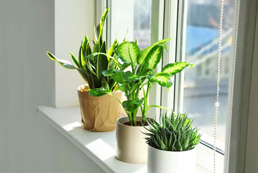 Thiết kế cảnh quan tại Đức Hòa