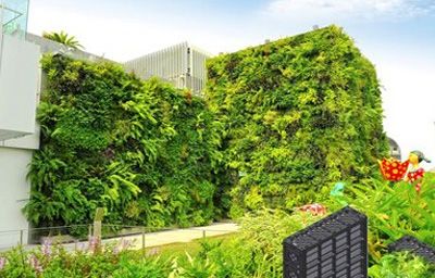 5 Yếu tố cần lưu ý khi chăm sóc cây xanh trong nhà