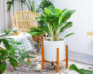 Kinh nghiệm sử dụng phân bón phù hợp cho cây cảnh trong nhà