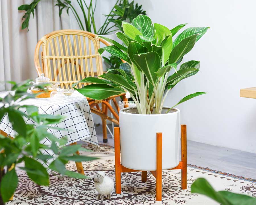 Kinh nghiệm sử dụng phân bón phù hợp cho cây cảnh trong nhà