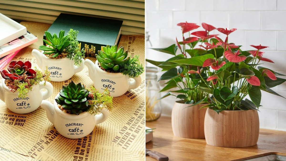 Kinh nghiệm sử dụng phân bón phù hợp cho cây cảnh trong nhà