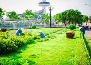 Cho thuê cây xanh văn phòng tại Quận 4 Thành phố Hồ Chí Minh