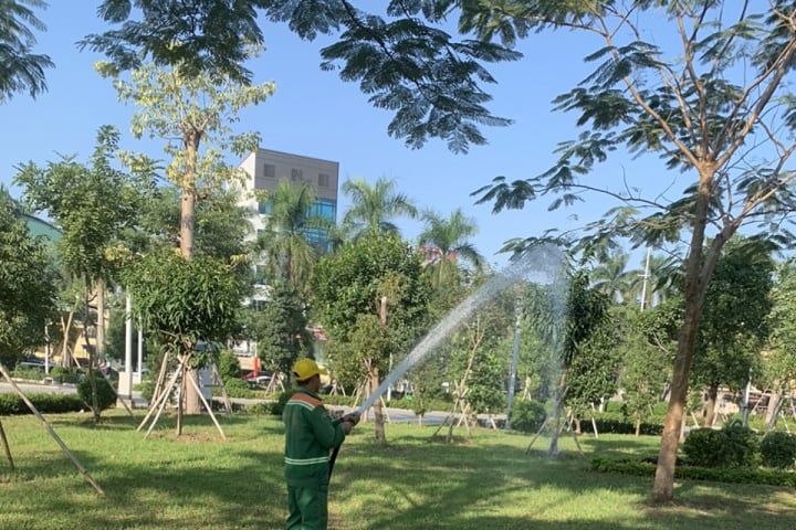 Cho thuê cây xanh văn phòng tại Quận 5 giá rẻ