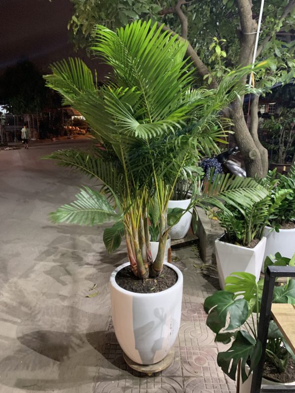 Dịch vụ cho thuê cây xanh văn phòng tại Quận 3 uy tín