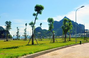 4 Bước cắt tỉa cây trồng ngoài trời giúp cây phát triển đẹp