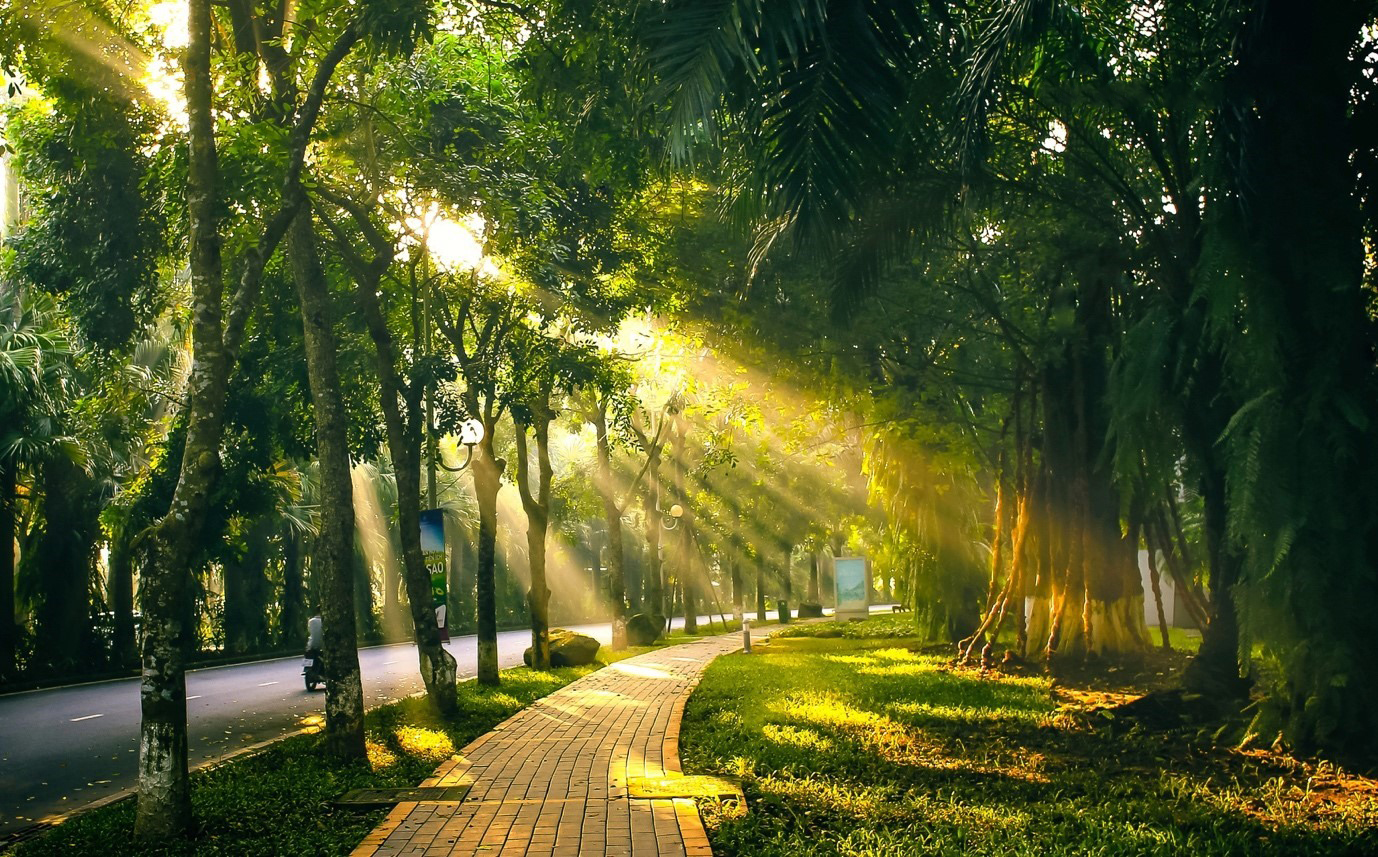 Có nên trồng cây xanh trong phòng ngủ?