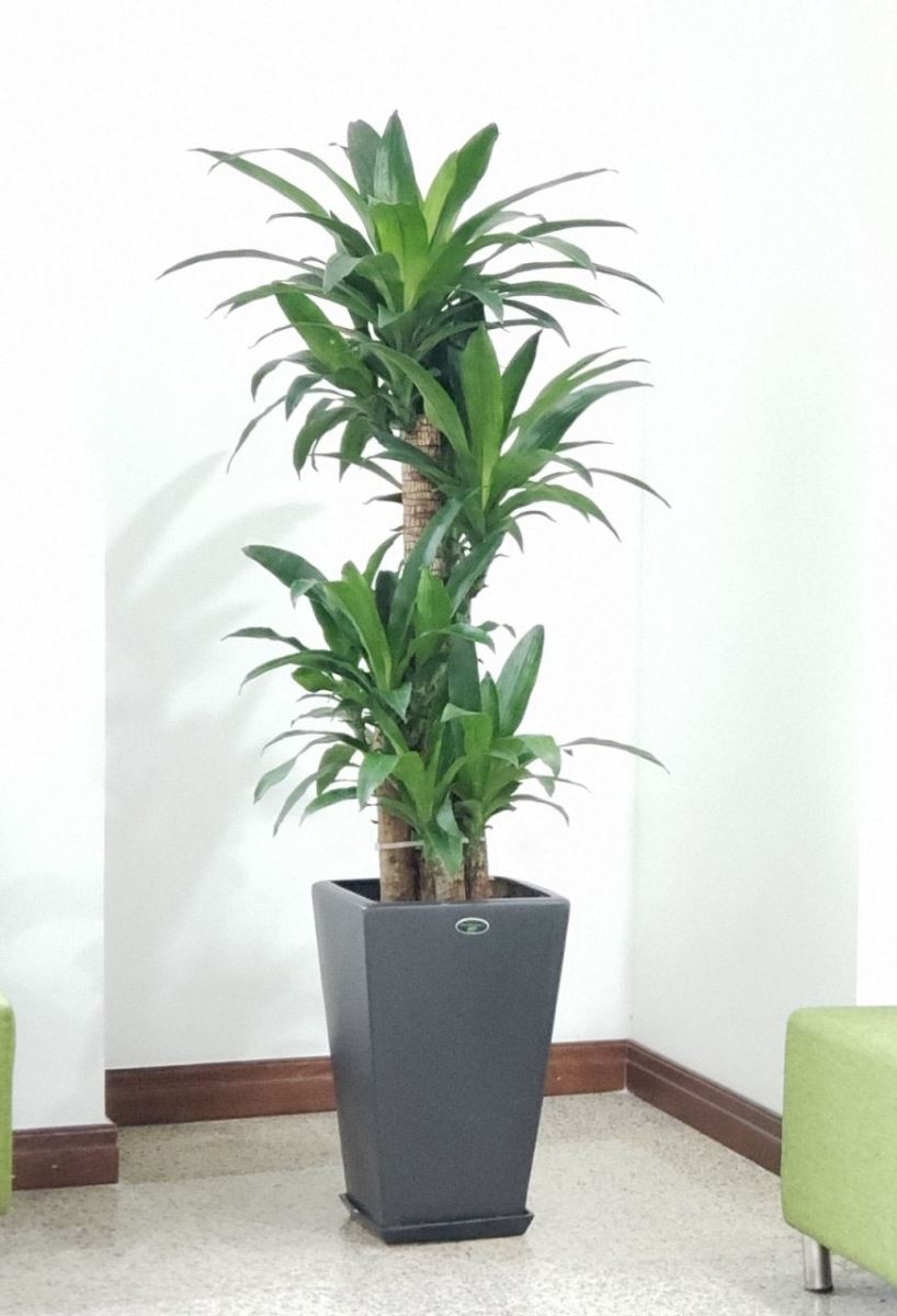 5 Cách phòng ngừa bệnh hiệu quả cho cây trồng ngoài trời