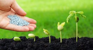 phân bón tốt cho cây trồng ngoài trời