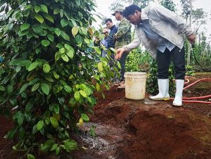 bón phân cho cây trồng ngoài trời