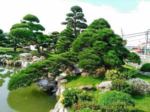 Top 5 Công Ty Chăm Sóc Cây Xanh Hàng Đầu Tại Long An