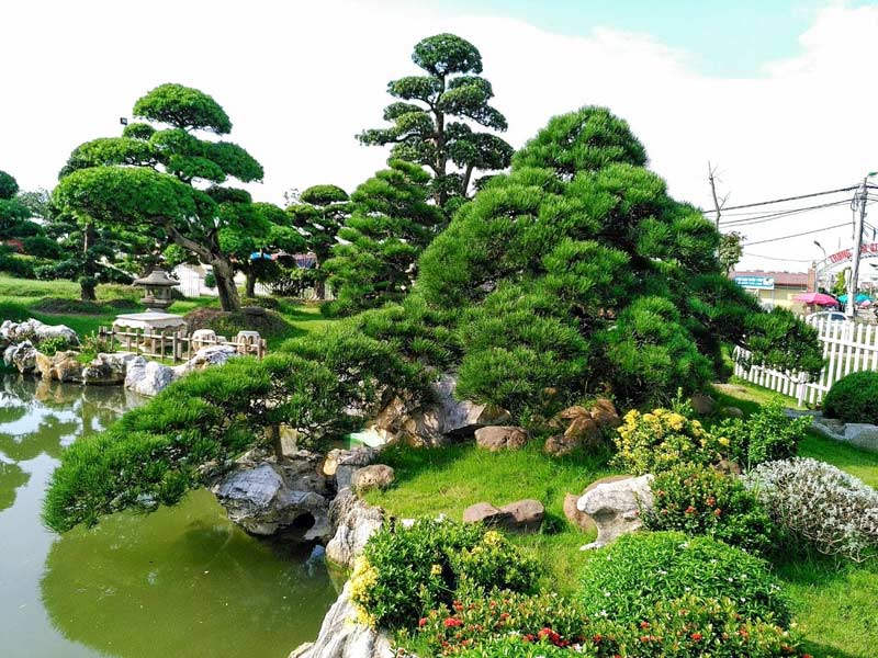 Top 5 Công Ty Chăm Sóc Cây Xanh Hàng Đầu Tại Long An