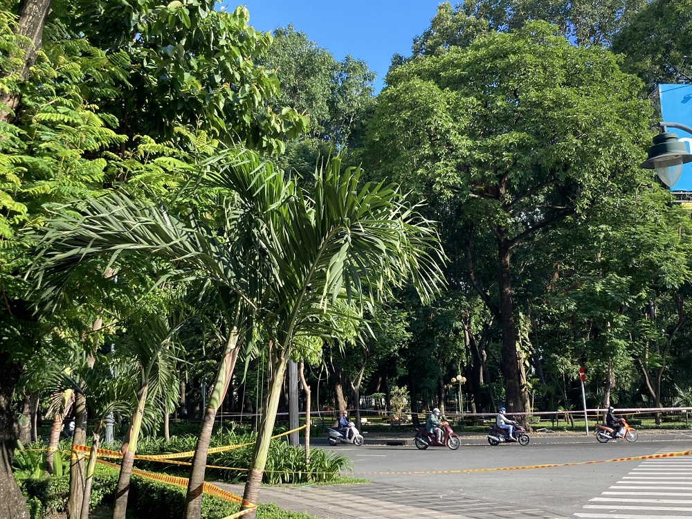 Hướng Dẫn Cắt Tỉa Cây Xanh Tại Nhà Đơn Giản