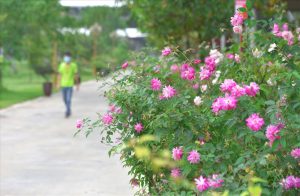 Những sai lầm khi tự chăm sóc cây xanh tại nhà