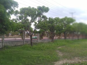 đơn vị trồng cỏ tại KCN Tân Bửu - Phúc Long