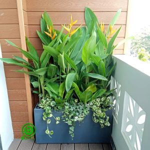 Thi công cảnh quan