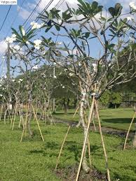 Thi công cảnh quan tại Cần Giuộc