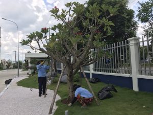 Thi công cảnh quan sân vườn tại Nhà Bè HCM