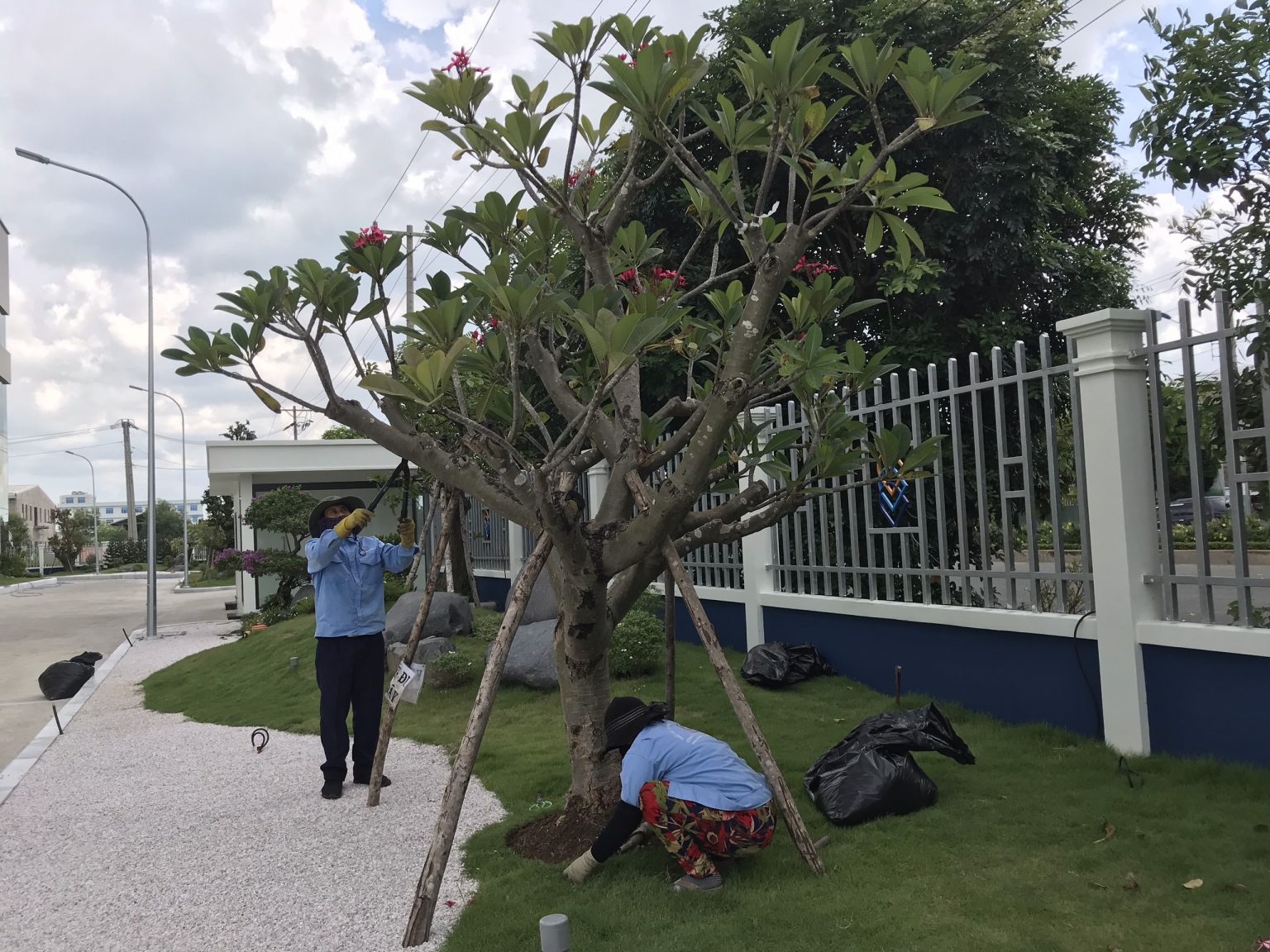 Thi công cảnh quan sân vườn tại Nhà Bè HCM