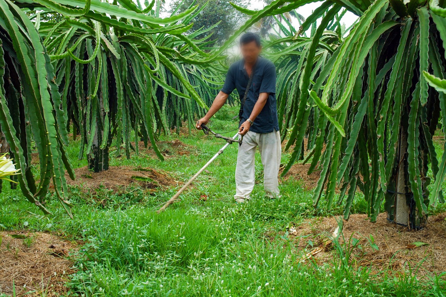 Quy trình thi công cảnh quan tại Lộc Nguyên Xanh